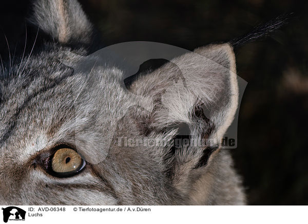 Luchs / lynx / AVD-06348