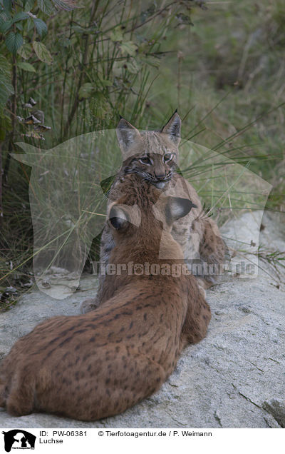 Luchse / lynxes / PW-06381