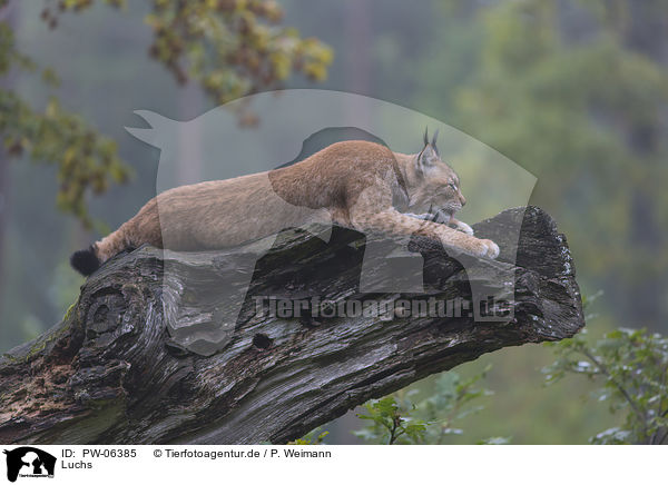 Luchs / lynx / PW-06385