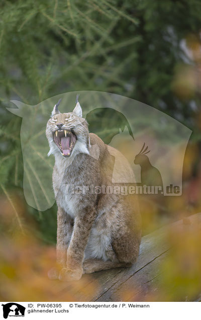ghnender Luchs / yawning lynx / PW-06395
