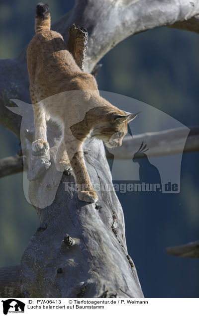 Luchs balanciert auf Baumstamm / Lynx balances on tree trunk / PW-06413