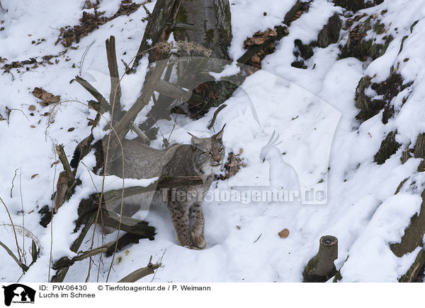 Luchs im Schnee / PW-06430