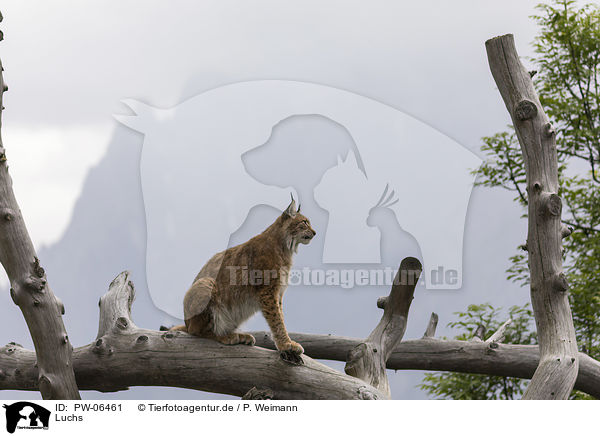Luchs / lynx / PW-06461