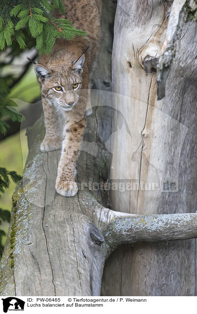 Luchs balanciert auf Baumstamm / Lynx balances on tree trunk / PW-06465
