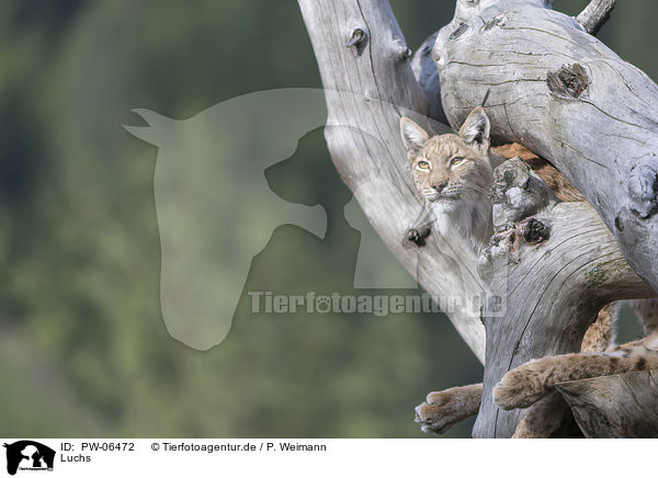 Luchs / lynx / PW-06472