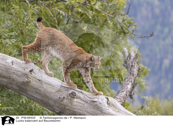Luchs balanciert auf Baumstamm / Lynx balances on tree trunk / PW-06505