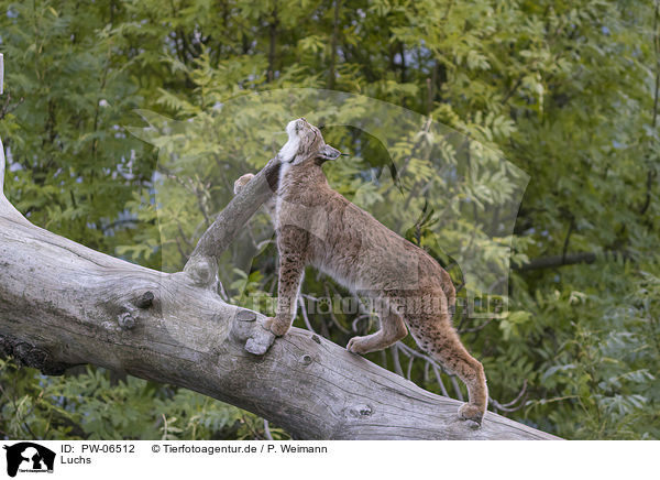 Luchs / lynx / PW-06512