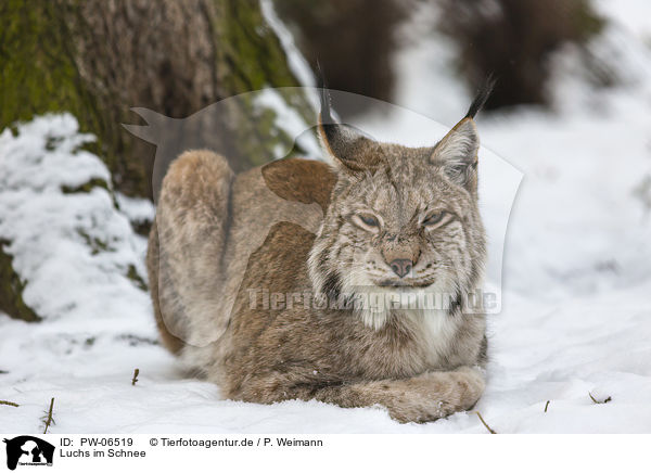 Luchs im Schnee / Lynx in the snow / PW-06519