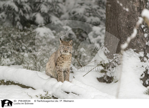 Luchs im Schnee / Lynx in the snow / PW-06534