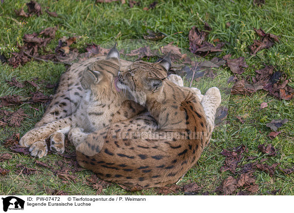 liegende Eurasische Luchse / lying Eurasian Lynx / PW-07472