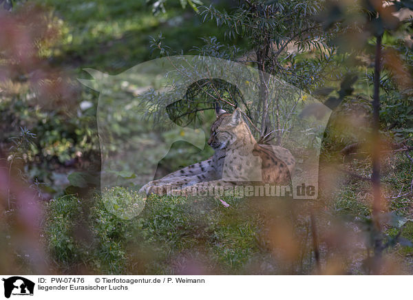liegender Eurasischer Luchs / lying Eurasian Lynx / PW-07476