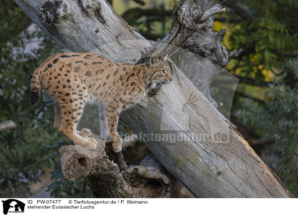 stehender Eurasischer Luchs / standing Eurasian Lynx / PW-07477