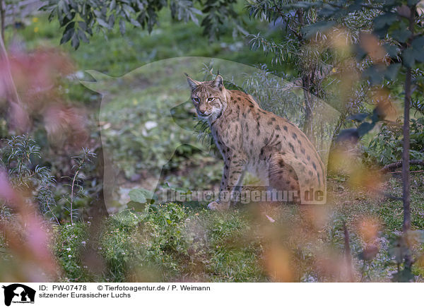 sitzender Eurasischer Luchs / sitting Eurasian Lynx / PW-07478