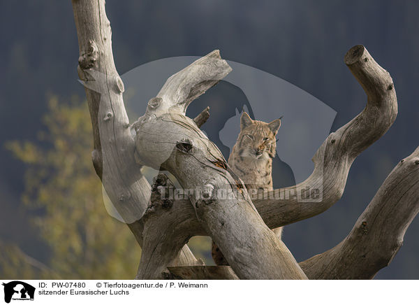 sitzender Eurasischer Luchs / sitting Eurasian Lynx / PW-07480