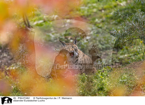 sitzender Eurasischer Luchs / sitting Eurasian Lynx / PW-07482