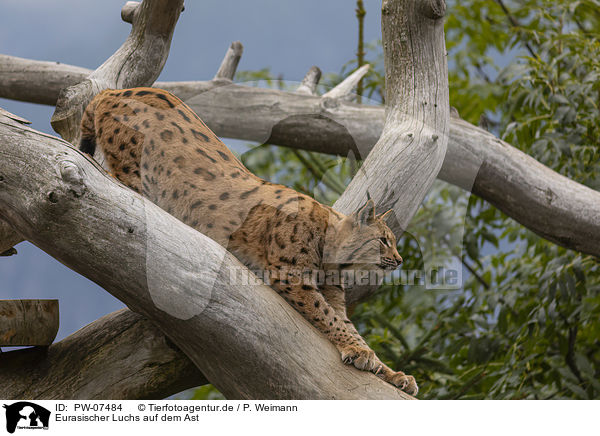 Eurasischer Luchs auf dem Ast / Eurasian Lynx on the branch / PW-07484