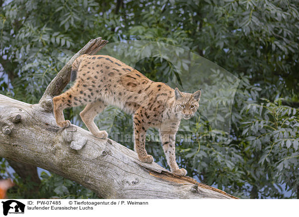 laufender Eurasischer Luchs / walking Eurasian Lynx / PW-07485