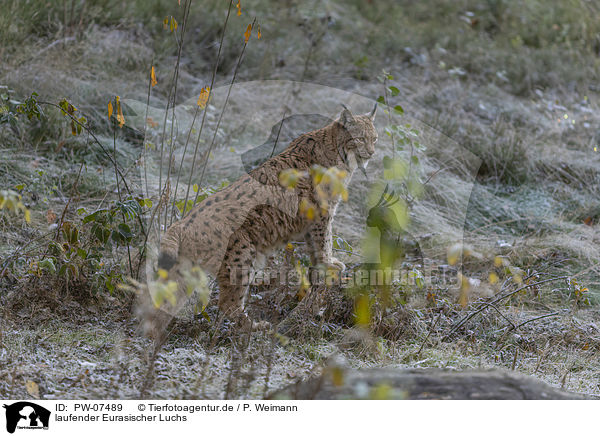 laufender Eurasischer Luchs / walking Eurasian Lynx / PW-07489