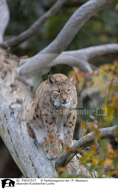 sitzender Eurasischer Luchs / sitting Eurasian Lynx / PW-07517