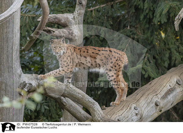 laufender Eurasischer Luchs / walking Eurasian Lynx / PW-07528