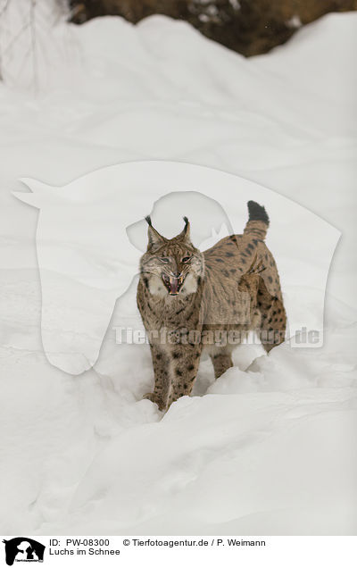 Luchs im Schnee / Lynx in the snow / PW-08300