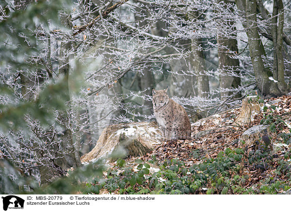 sitzender Eurasischer Luchs / sitting Eurasian Lynx / MBS-20779