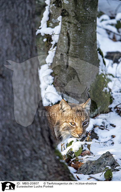 Eurasischer Luchs Portrait / Eurasian Lynx portrait / MBS-20807
