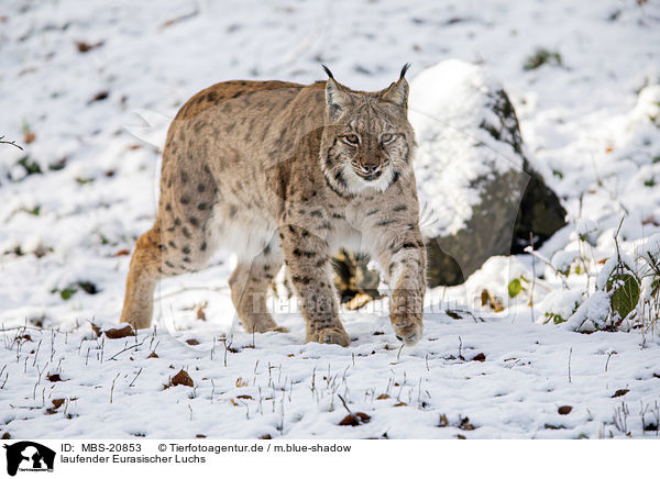 laufender Eurasischer Luchs / walking Eurasian Lynx / MBS-20853