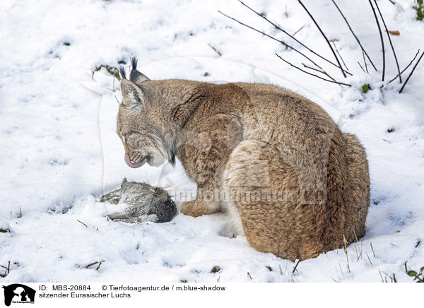 sitzender Eurasischer Luchs / MBS-20884