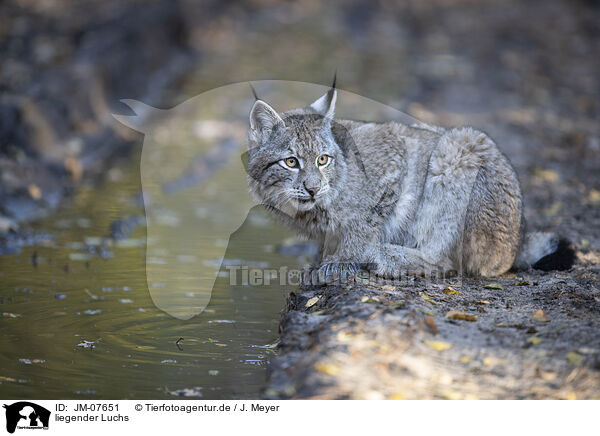 liegender Luchs / lying Lynx / JM-07651