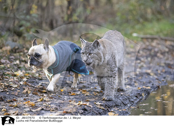 Luchs mit Franzsischer Bulldogge / JM-07670