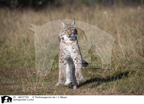 springender Luchs / JM-07705