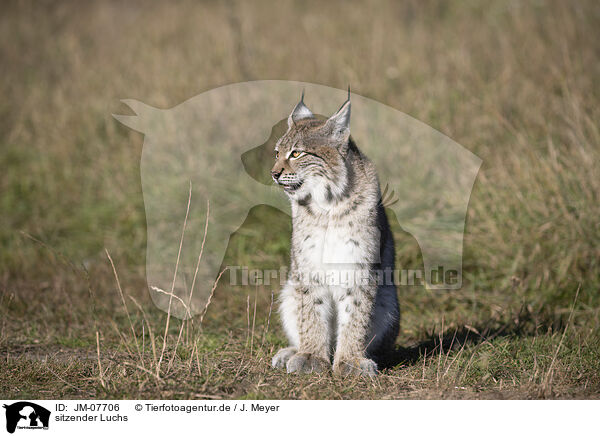 sitzender Luchs / JM-07706