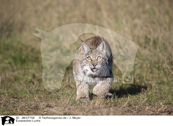 Eurasischer Luchs / Eurasian Lynx / JM-07708