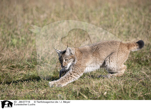 Eurasischer Luchs / JM-07716