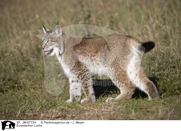 Eurasischer Luchs / Eurasian Lynx / JM-07724