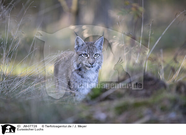 Eurasischer Luchs / Eurasian Lynx / JM-07728