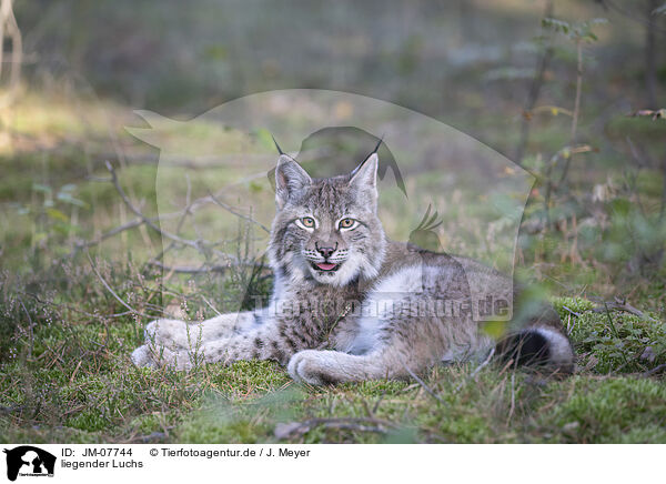 liegender Luchs / lying Lynx / JM-07744