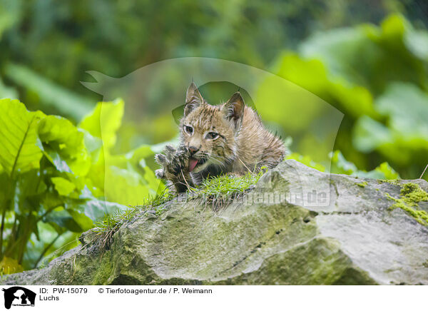 Luchs / lynx / PW-15079