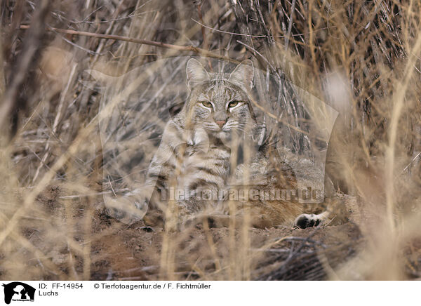 Luchs / lynx / FF-14954