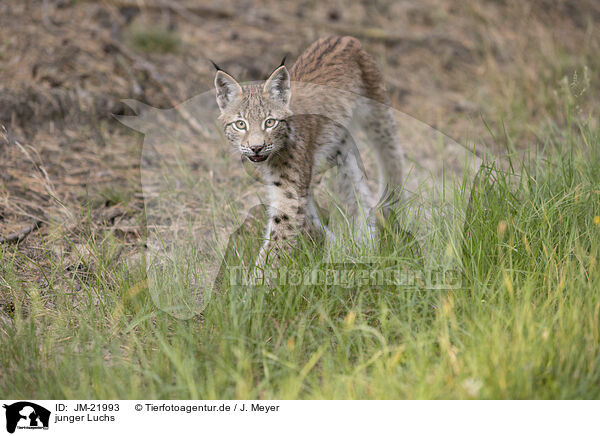 junger Luchs / young Lynx / JM-21993