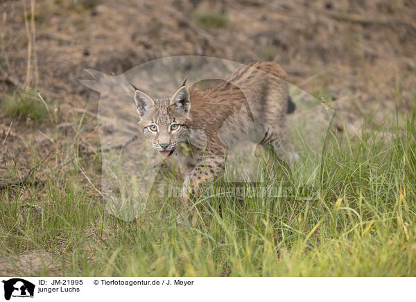 junger Luchs / young Lynx / JM-21995