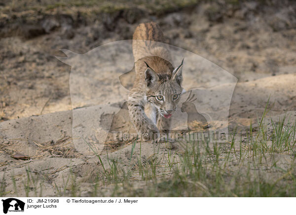 junger Luchs / young Lynx / JM-21998