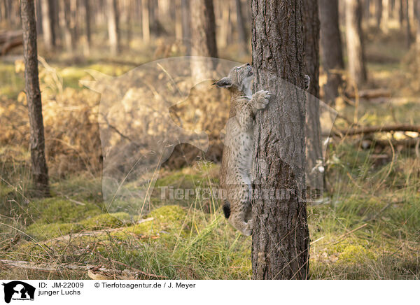 junger Luchs / young Lynx / JM-22009
