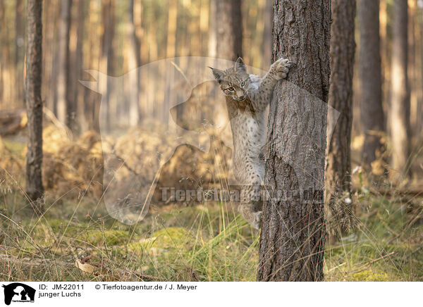 junger Luchs / young Lynx / JM-22011