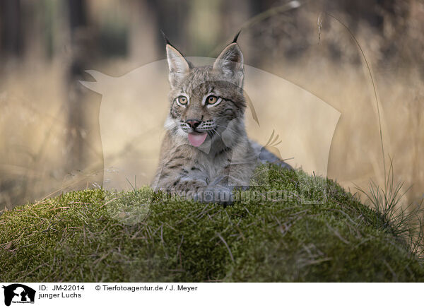 junger Luchs / young Lynx / JM-22014