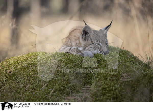 junger Luchs / young Lynx / JM-22015