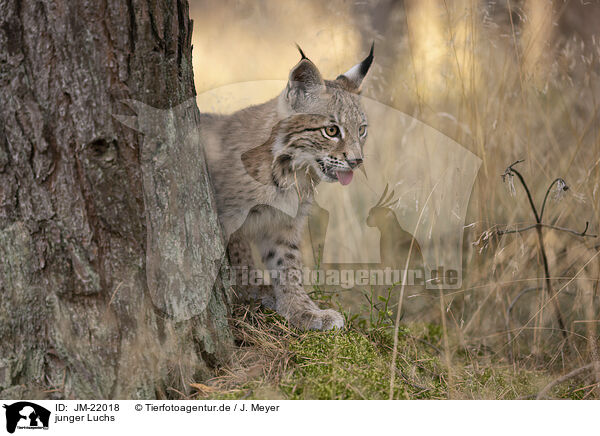 junger Luchs / young Lynx / JM-22018