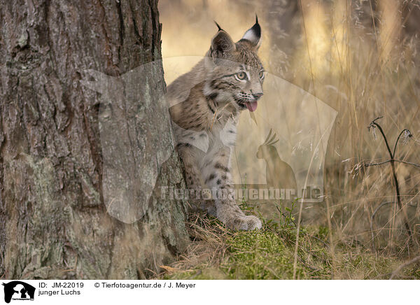 junger Luchs / young Lynx / JM-22019