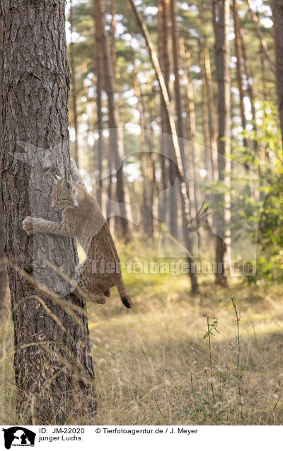 junger Luchs / young Lynx / JM-22020